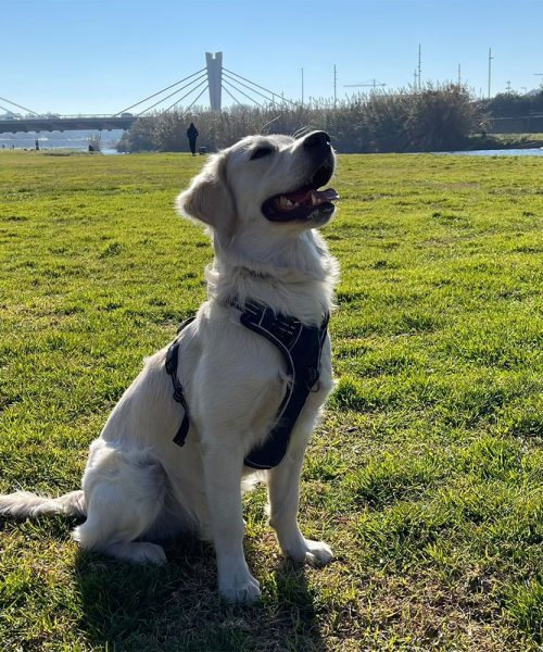 Marley